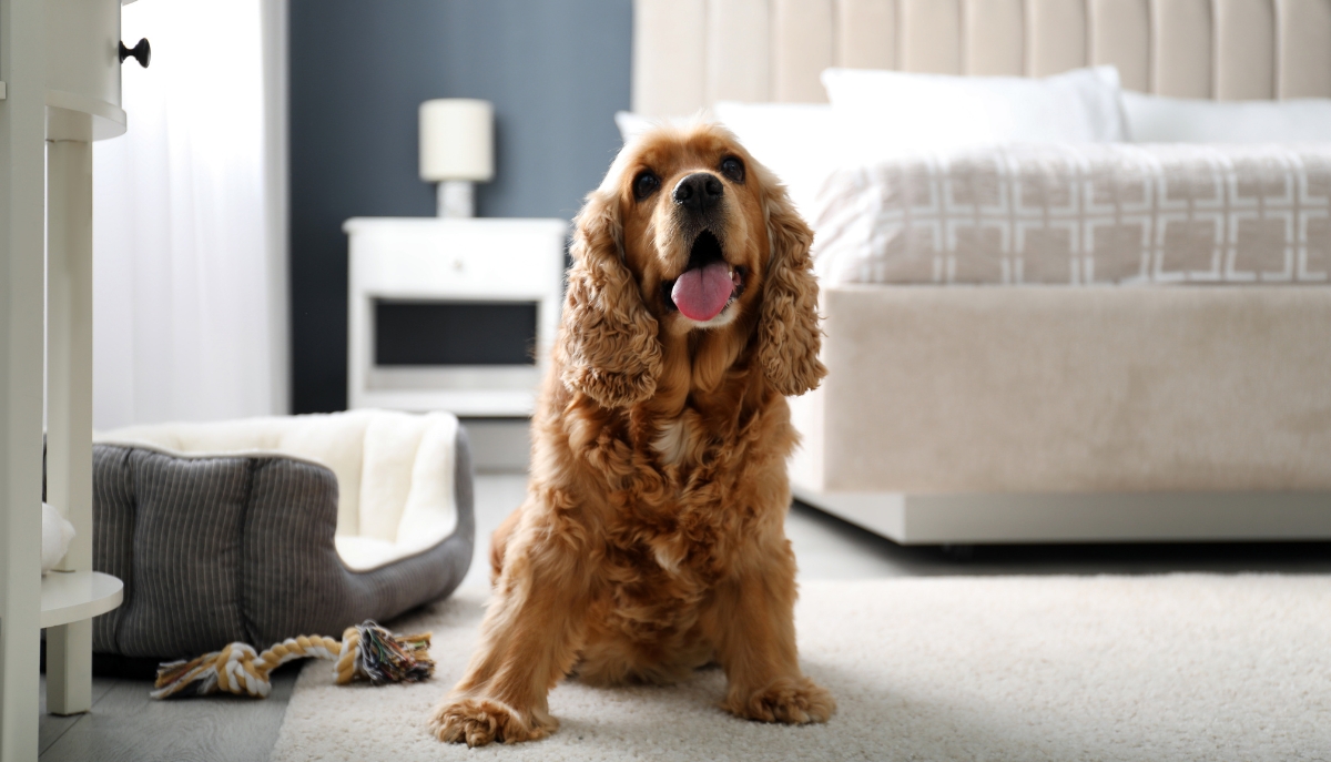 Pet-friendly apartament inwestycyjny – jak dostosować nieruchomość pod rosnący segment turystów podróżujących ze zwierzętami?